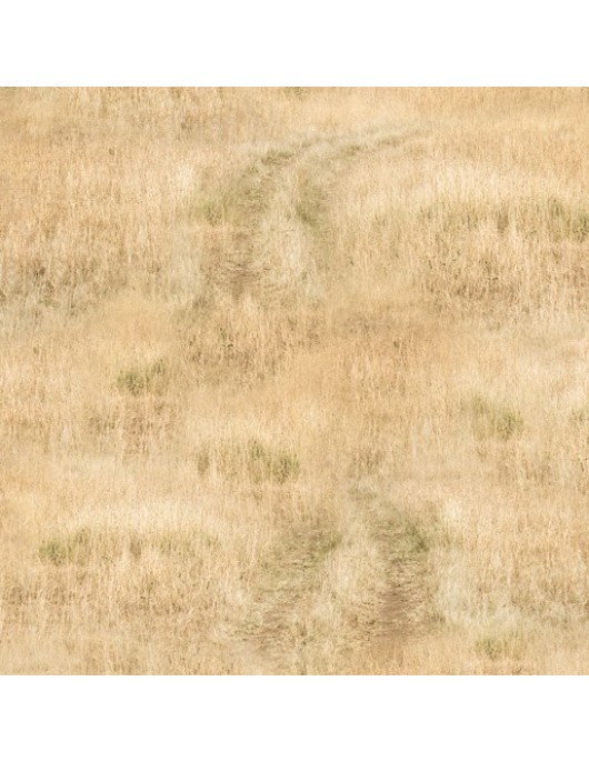 African Safari - 0223 Y dry grass