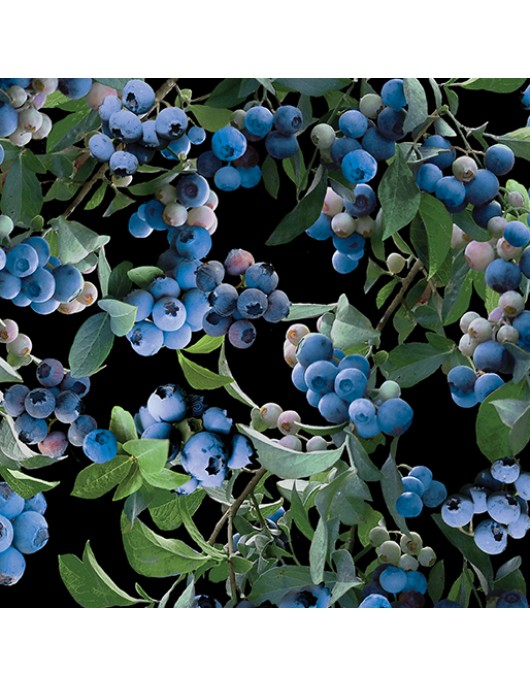 Blueberry 1120-3512 bush